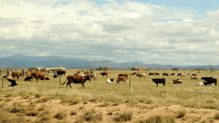 Cattle lawsuit Guerra LLP class action